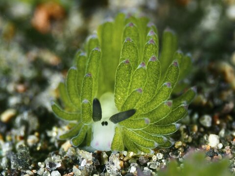 Small green snail, leaf sheep snail (Costasiella kuroshimae), on sandy soil. The snail is also known as Shaun the Sheep. Sea snail with kleptoplastids. The chloroplasts taken up by the green alga Avrainvillea lacerata and stored in its own body are clearly visible. Body length approx. 3 mm. Dive site Puri Jati, Umeanyar, Bali, Indonesia