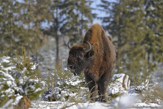 Bison, European bison (Bison bonasus), bull, in winter, standing in a snow-covered spruce forest, Rothaarsteig, Rothaargebirge, North Rhine-Westphalia, Germany