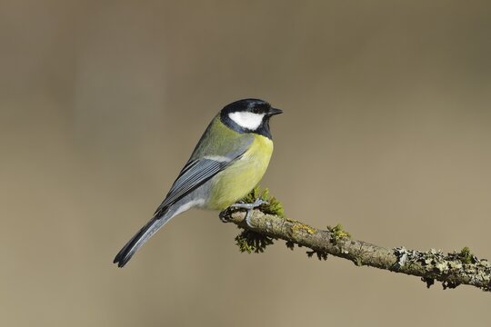 Great tit (Parus major), sitting on moss-covered branch, Wilden, North Rhine-Westphalia, Germany