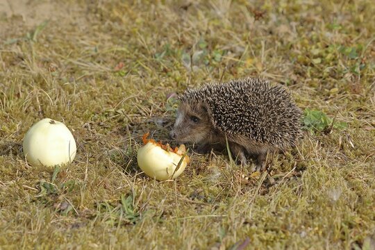 European hedgehog (erinaceus europaeus), juvenile, feeding on an apple in an orchard meadow, Wilnsdorf, North Rhine-Westphalia, Germany