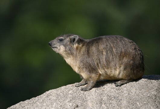 Cape hyrax (Procavia capensis) on rock, captive, Germany