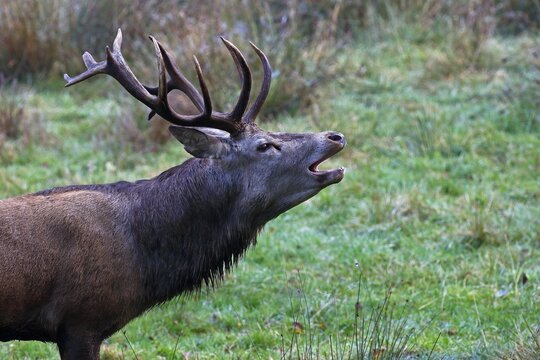 Tube transmitter red deer (Cervus elaphus) during rutting season, Schleswig-Holstein, Germany