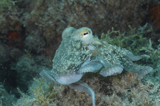 Common octopus (Octopus vulgaris), common octopus, at night. Dive site El Cabron Marine Reserve, Arinaga, Gran Canaria, Spain, Atlantic Ocean