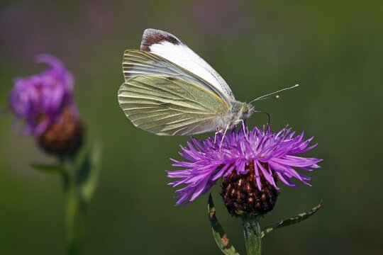 Small White, Cabbage Butterfly (Pieris rapae) on a flowering Brown Knapweed, Brownray Knapweed (Centaurea jacea)