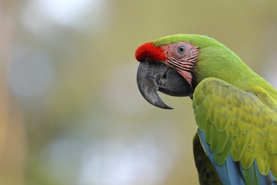 Great green macaw (Ara ambigua), animal portrait, captive, Herborn-Uckersdorf Zoo, Hesse, Germany