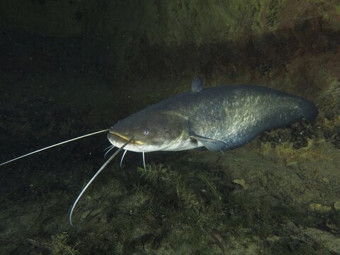 A large catfish (Silurus glanis), Waller, swimming near a wall in dark water, dive site Zollbr&uuml;cke, Rheinau, Canton Zurich, Rhine, High Rhine, Switzerland, Germany