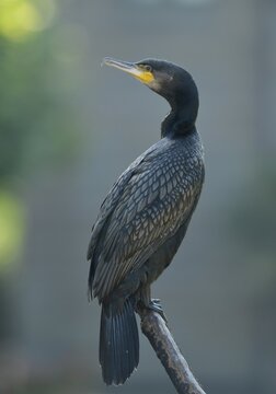 Great Cormorant (Phalacrocorax carbo), Stuttgart, Baden-Wuerttemberg, Germany, Europe