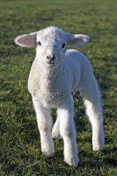 Lamb, Domestic Sheep (Ovis aries) in a field on a North Sea dike, Dithmarschen, Schleswig-Holstein, Germany