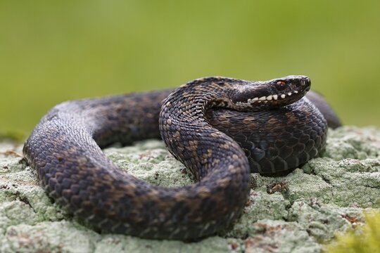 Common European viper (Vipera berus), lying on rocks, Schleswig-Holstein, Germany