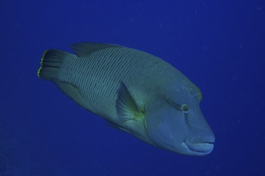 Humphead wrasse (Cheilinus undulatus) in front of a solid blue background, detachable. Dive site Daedalus Reef, Egypt, Red Sea