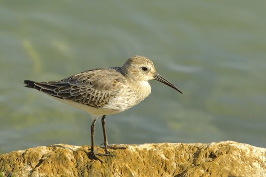 Dunlin (Calidris alpina), Lake Garda, Lazise, Italy