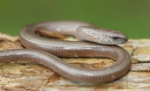 Slow worm (Anguis fragilis) on tree trunk, Schleswig-Holstein, Germany