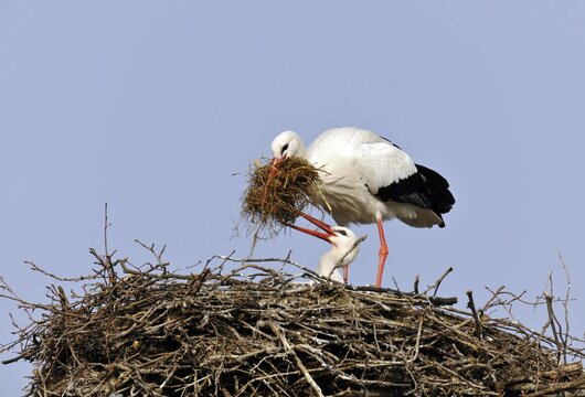 White Storks (Ciconia ciconia) cleaning their nest
