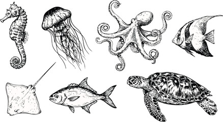 Vintage Hand Drawn Sea Animals Set with Detailed Ink Sketch Marine CreaturesVintage Hand Drawn Sea Animals Set with Detailed Ink Sketch Marine Creatures © MDROWNOK