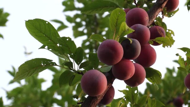 Delicious ripe plums hanging from orchard tree branches, ready for harvesting, showcasing fresh organic fruit, abundant summer yield, and the natural beauty of a thriving countryside orchard.