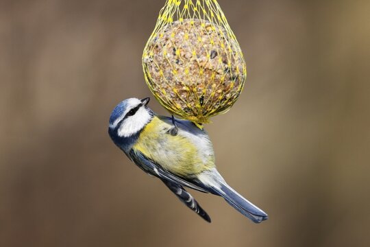 Blue tit (Parus caeruleus) hanging on a fat ball, bird feeding in winter, Schleswig-Holstein, Germany