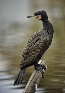 Great cormorant (Phalacrocorax carbo), sits on pole, Baden-W&uuml;rttemberg, Germany