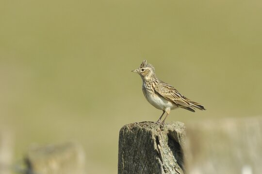 Eurasian skylark (Alauda arvensis), male standing on a pole of a pasture fence, Bieslicher Insel, Lower Rhine, North Rhine-Westphalia, Germany