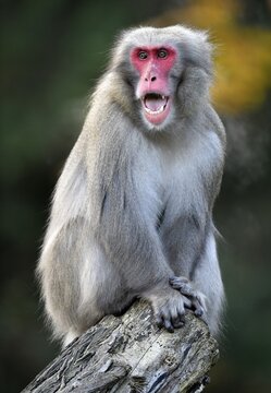 Japanese macaque (Macaca fuscata) sits on tree trunk, captive
