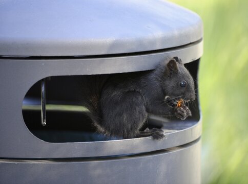 Squirrel (Sciurus vulgaris), melanistic animal with black fur, sitting in a garbage can and eating wine gums, waste, Stuttgart, Baden-W&uuml;rttemberg, Germany