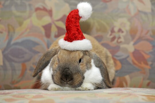 Dwarf lop bunny or rabbit (Oryctolagus cuniculus), wearing a Santa hat