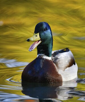 Mallard (Anas platyrhynchos), drake, calling, swimming in water, Baden-W&uuml;rttemberg, Germany