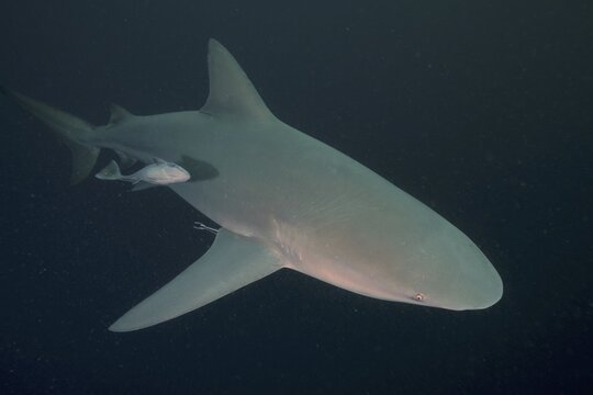 Bull shark (Carcharhinus leucas), Protea Banks dive site, Margate, KwaZulu Natal, South Africa
