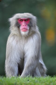 Japanese macaque or snow monkey (Macaca fuscata), captive