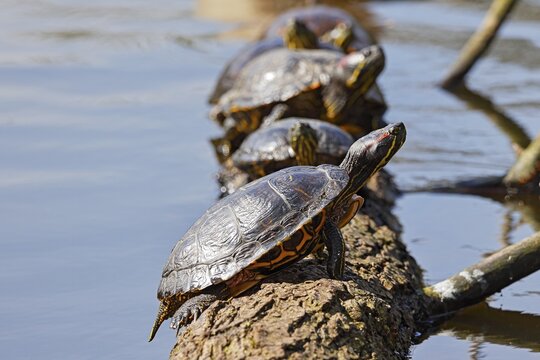 Red-eared sliders (Trachemys scripta elegans) sunning themselves on a tree trunk in the water, Hamburg, Germany