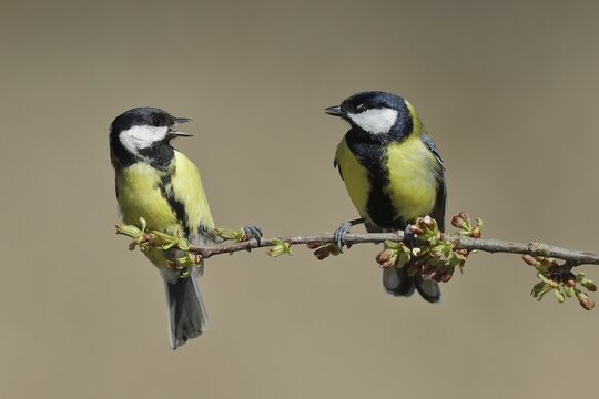 Great tit (Parus major), male and female sitting on cherry (Prunus) tree and arguing, pair of animals, Wilden, North Rhine-Westphalia, Germany