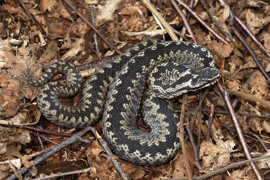 Common European viper (Vipera berus) sunning herself in her hiding place, Schleswig-Holstein, Germany