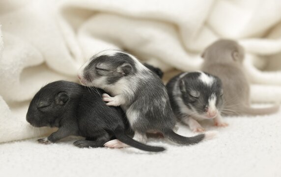 Mongolian Jirds or Mongolian Gerbils (Meriones unguiculatus) young, 2 weeks
