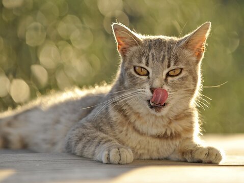 Young grey tabby cat, lying down, licking its lips