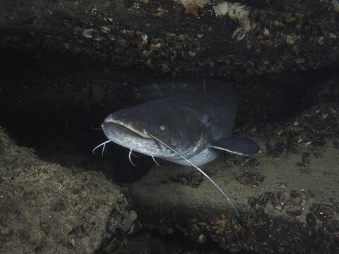 A catfish (Silurus glanis), catfish, in a dark underwater cave, surrounded by rocks and shells, neutral light, dive site Zollbr&uuml;cke, Rheinau, Canton Zurich, Rhine, High Rhine, Switzerland, Germany