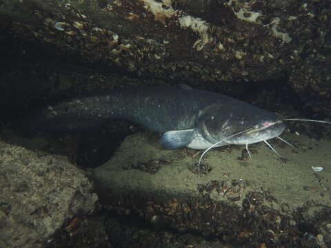 A catfish (Silurus glanis), Waller lies protected between stones and shells in the water, dive site Zollbr&uuml;cke, Rheinau, Canton Zurich, Rhine, High Rhine, Switzerland, Germany
