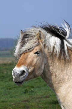 Norwegian Fjord Horse (Equus islandicus)