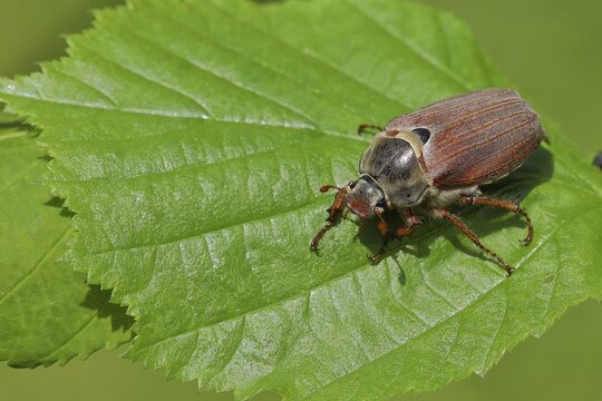 Cockchafer (Melolontha melolontha), field cockchafer, female on a leaf, Wilden, North Rhine-Westphalia, Germany