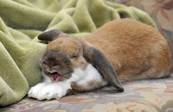 English Lop (Oryctolagus cuniculus), yawning
