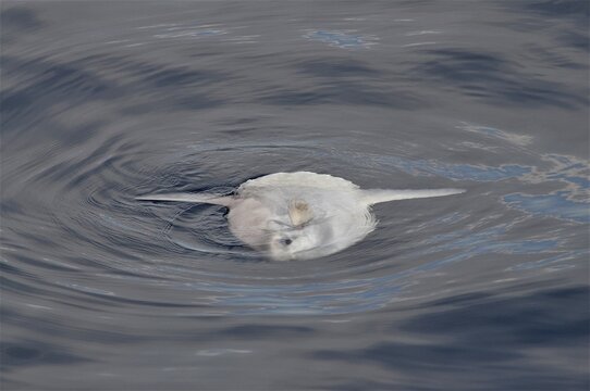 A ocean sunfish (Mola mola) sunbathing on the water surface. Dive site Marine Reserve Cap de Creus, Rosas, Costa Brava, Spain, Mediterranean Sea