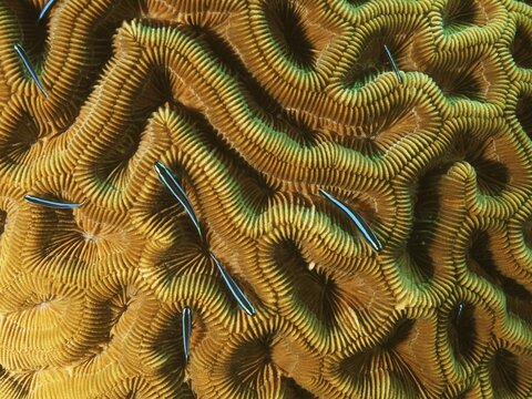 Several neon goby (Elacatinus oceanops) in brain coral (Diploria labyrinthiformis) . Dive site John Pennekamp Coral Reef State Park, Key Largo, Florida Keys, Florida, USA