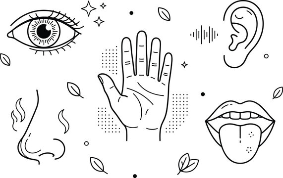 Five human senses vector icon set with eye ear nose mouth tongue and hand symbols in minimalist black line outline style