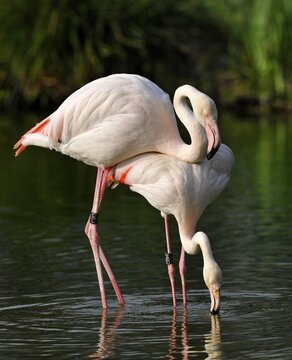 Pink Flamingos (Phoenicopterus ruber roseus) mating