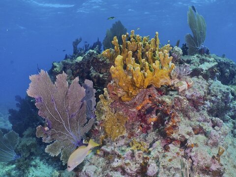 Colourful coral reef with fire coral (Millepora complanata), common sea fan (Gorgonia ventalina) and tropical fish in their natural habitat. Dive site John Pennekamp Coral Reef State Park, Key Largo, Florida Keys, Florida, USA