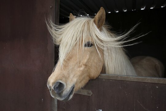 Iceland horse, isabell coloured mare with flowing manelooking curiously out of a horse box, breed Iceland Pony (Equus islandicus), Schleswig-Holstein, Germany