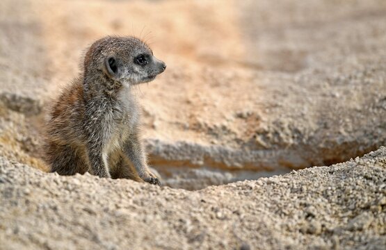 Meerkat (Suricata suricatta), juvenile 10 weeks, captive
