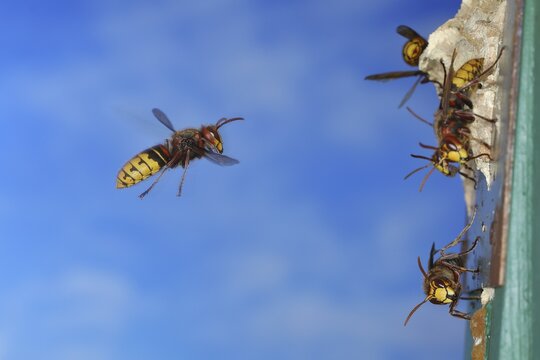European hornet (Vespa crabro), worker flying to the nest with other workers at the entrance, flight photo, high-speed photo, North Rhine-Westphalia, Germany