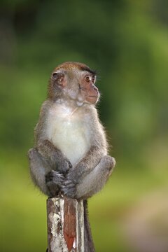 Crab-eating Macaque (Macaca fascicularis), young sitting on a pole, Bako National Park, Sarawak, Borneo, Malaysia