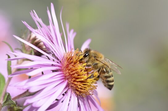 Honey bee (Apis mellifera) sitting on aster (Aster), sucking up nectar, Baden-W&uuml;rttemberg, Germany