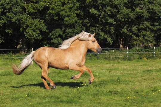Galloping Icelandic Horse, Icelandic Pony, mare