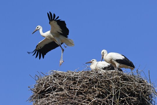 White storks (Ciconia ciconia), almost fledged young storks, flight exercises on the nest, Schleswig-Holstein, Germany